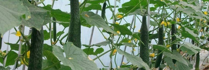 黄瓜的种植方法和时间