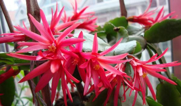 假昙花图片大全 假昙花特点与简介