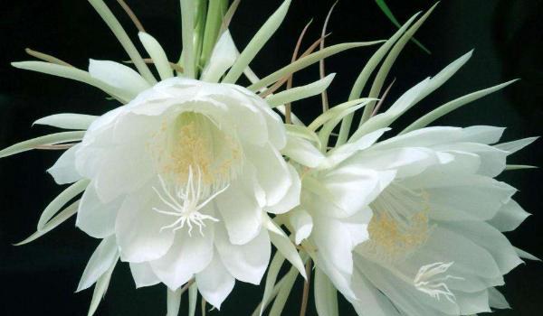 假昙花图片大全 假昙花特点与简介