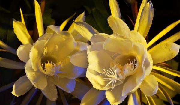 假昙花图片大全 假昙花特点与简介