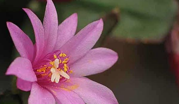 假昙花图片大全 假昙花特点与简介