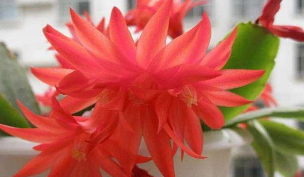 假昙花图片大全 假昙花特点与简介