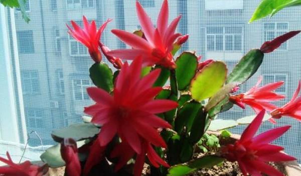 假昙花图片大全 假昙花特点与简介