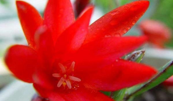 假昙花图片大全 假昙花特点与简介