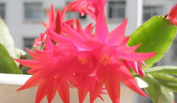 假昙花图片大全 假昙花特点与简介