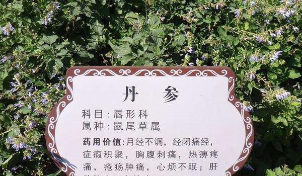 丹参什么时候种植