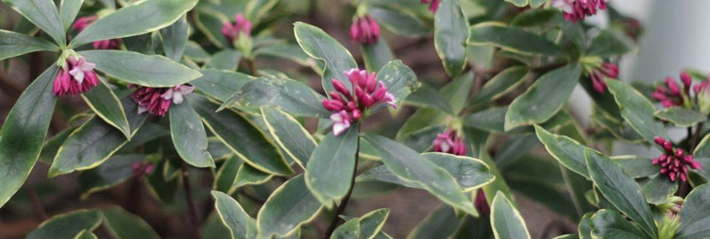 金边瑞香的养殖小窍门 少浇水频施肥