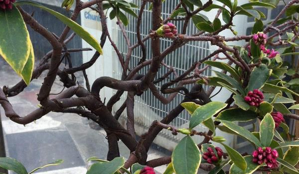 金边瑞香的养殖小窍门 少浇水频施肥