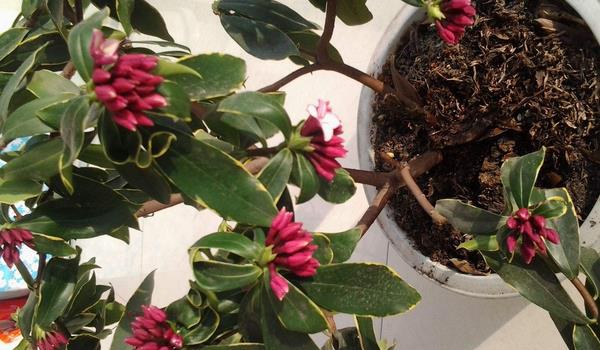 金边瑞香的养殖小窍门 少浇水频施肥