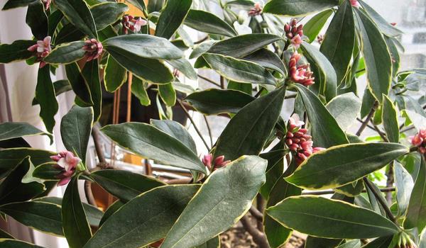 金边瑞香的养殖小窍门 少浇水频施肥