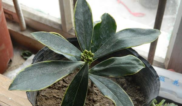 金边瑞香的养殖小窍门 少浇水频施肥