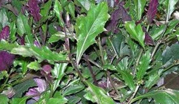 红凤菜高产栽培技术 红凤菜生长环境要求