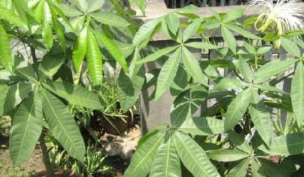 发财树怎么施肥 发财树用什么肥料好