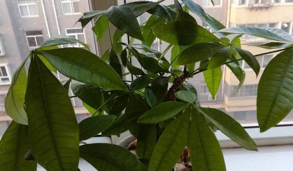 发财树怎么施肥 发财树用什么肥料好