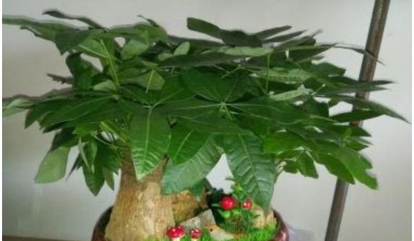 发财树怎么施肥 发财树用什么肥料好