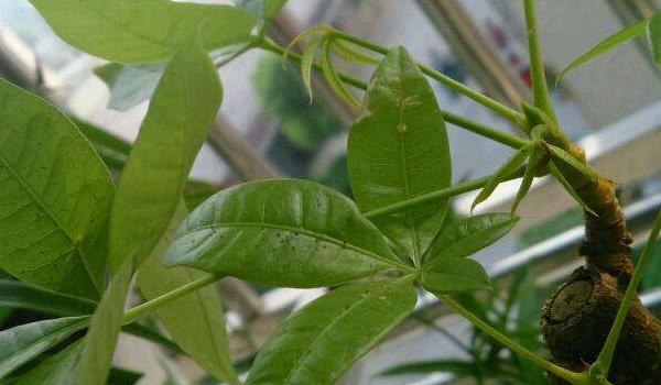 发财树怎么施肥 发财树用什么肥料好