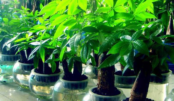 发财树怎么施肥 发财树用什么肥料好