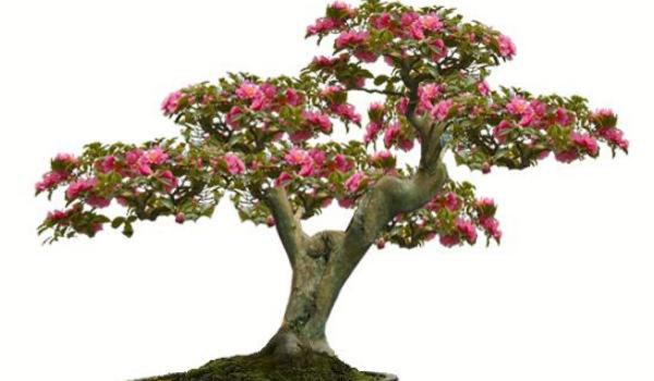 茶花盆景怎么制作造型好看 茶花的盆景制作注意事项