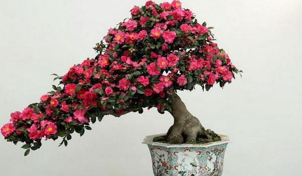 茶花盆景怎么制作造型好看 茶花的盆景制作注意事项