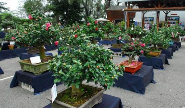 茶花盆景怎么制作造型好看 茶花的盆景制作注意事项