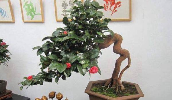 茶花盆景怎么制作造型好看 茶花的盆景制作注意事项