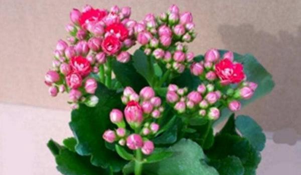 长寿花叶子发黄的原因及解决办法 长寿花叶子发软防治