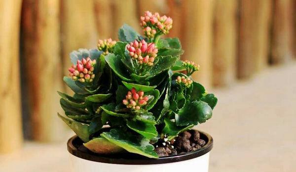 长寿花叶子发黄的原因及解决办法 长寿花叶子发软防治