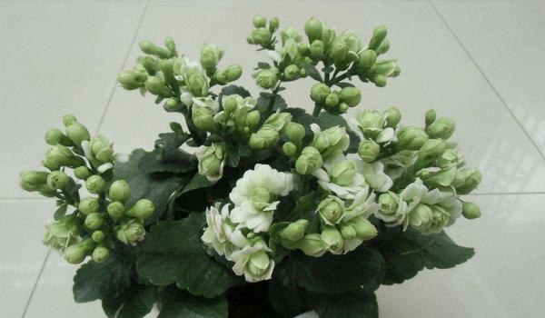 长寿花叶子发黄的原因及解决办法 长寿花叶子发软防治