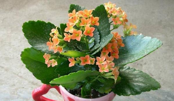 长寿花叶子发黄的原因及解决办法 长寿花叶子发软防治