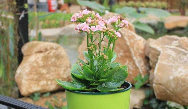 长寿花叶子发黄的原因及解决办法 长寿花叶子发软防治