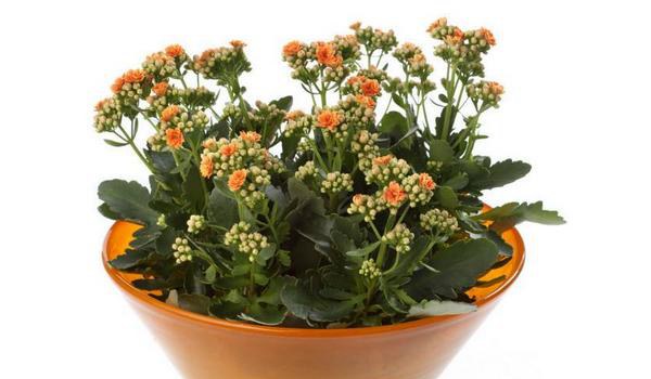 长寿花叶子发黄的原因及解决办法 长寿花叶子发软防治