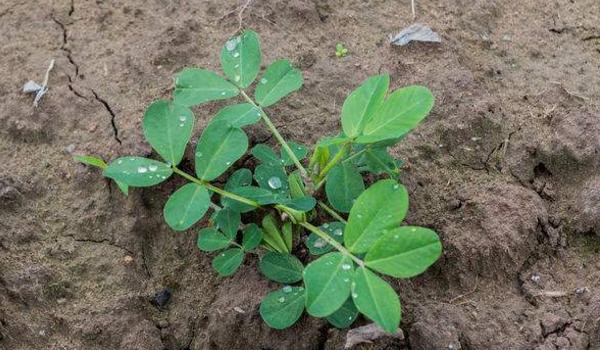 花生什么时候浇水最好 花生盛花期是什么时候