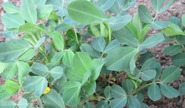 花生什么时候浇水最好 花生盛花期是什么时候