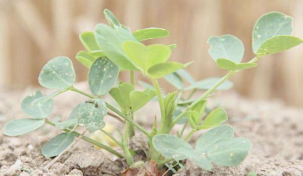 花生什么时候浇水最好 花生盛花期是什么时候