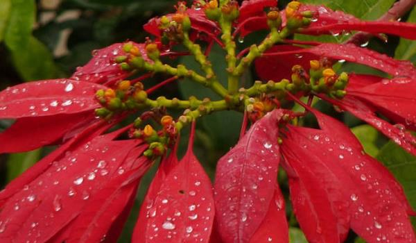 家庭养一品红有什么好处（风水作用）  家中有孕妇适合养一品红吗？