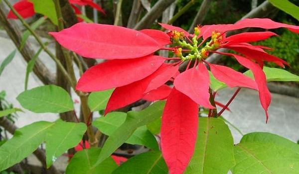 家庭养一品红有什么好处（风水作用）  家中有孕妇适合养一品红吗？