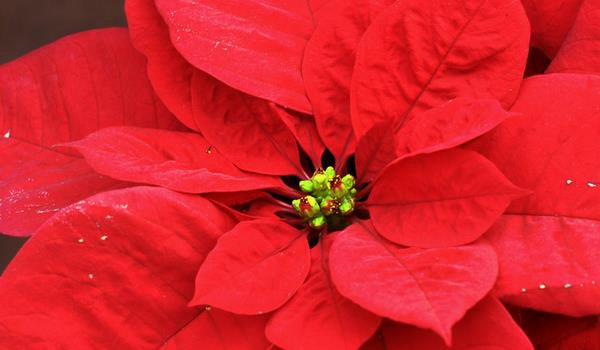 家庭养一品红有什么好处（风水作用）  家中有孕妇适合养一品红吗？