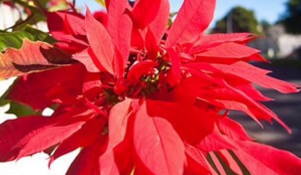 家庭养一品红有什么好处（风水作用）  家中有孕妇适合养一品红吗？