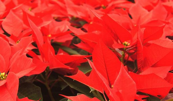 家庭养一品红有什么好处（风水作用）  家中有孕妇适合养一品红吗？