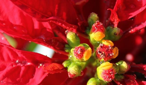 家庭养一品红有什么好处（风水作用）  家中有孕妇适合养一品红吗？