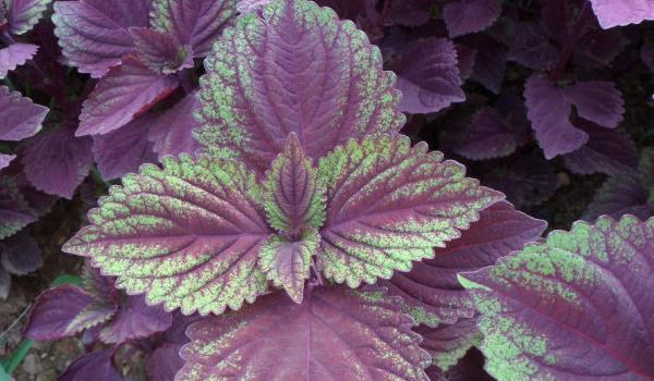 紫苏叶的吃法 紫苏叶泡水喝的功效