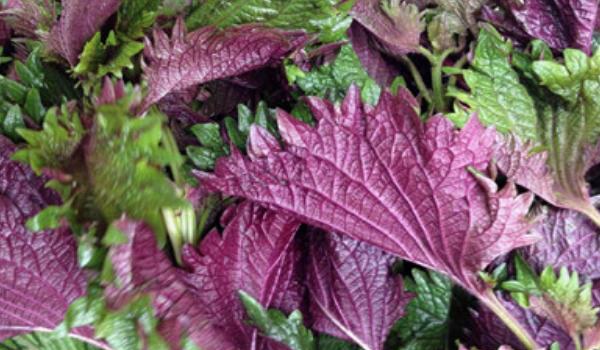 紫苏叶的吃法 紫苏叶泡水喝的功效