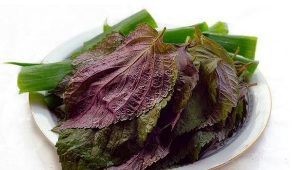 紫苏叶的吃法 紫苏叶泡水喝的功效