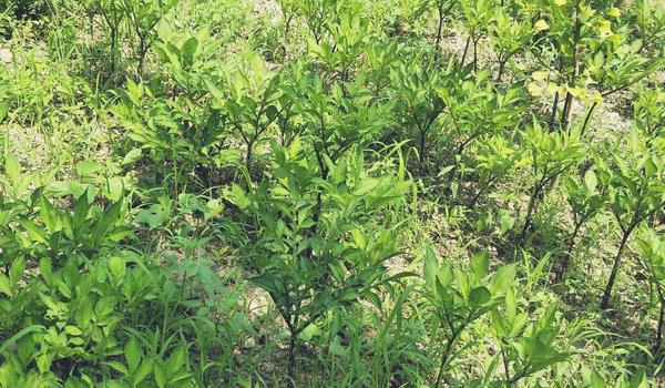 魔芋种植方法与种植条件 对肥料需求较大