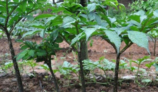 魔芋种植方法与种植条件 对肥料需求较大