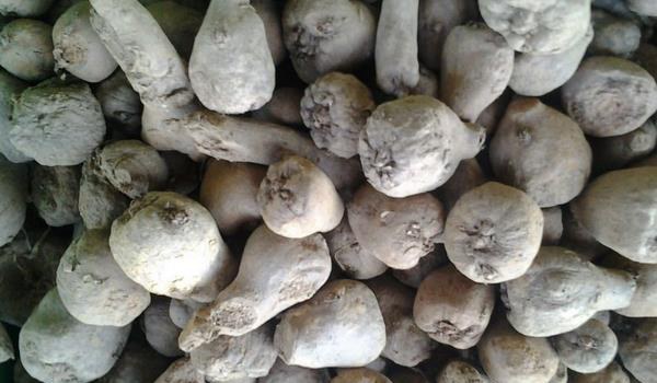 魔芋种植方法与种植条件 对肥料需求较大