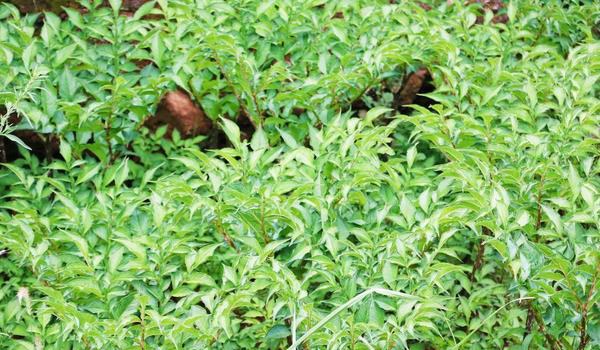 魔芋种植方法与种植条件 对肥料需求较大