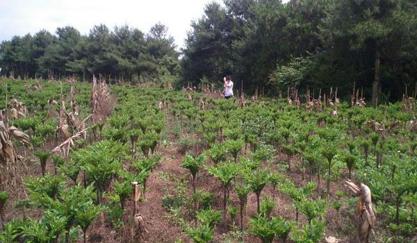 魔芋种植方法与种植条件 对肥料需求较大