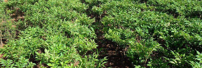 魔芋种植方法与种植条件 对肥料需求较大