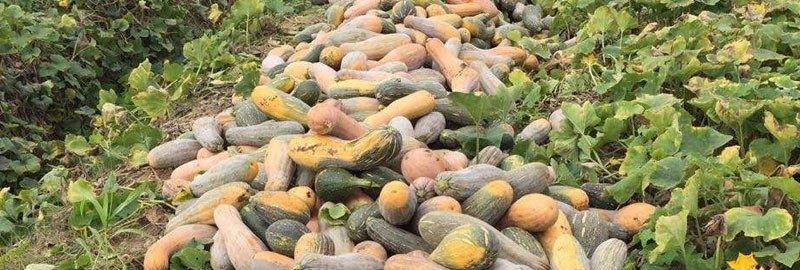 蜜本南瓜亩产量